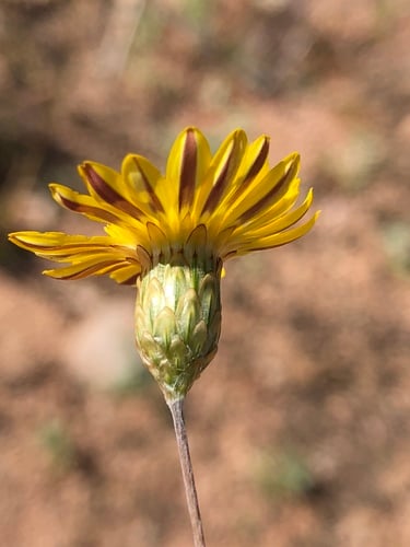 Leysera tenella — photo