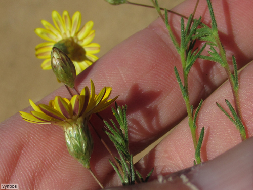 Leysera tenella