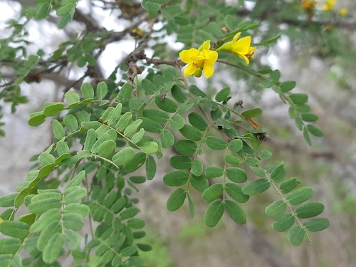 Libidibia glabrata — photo