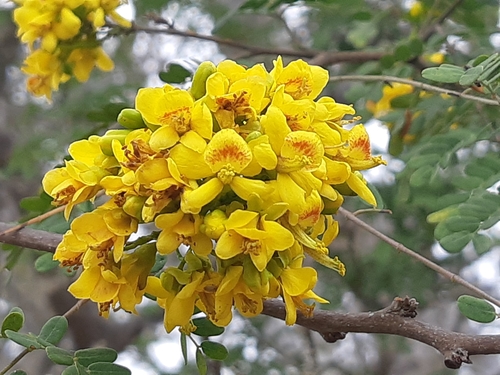 Libidibia glabrata