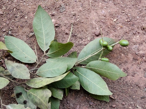 Licania apetala — photo
