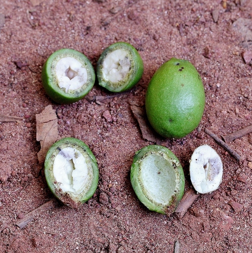 Licania apetala — photo