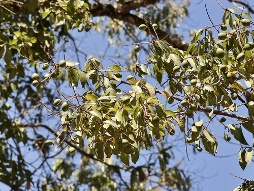 Licania apetala