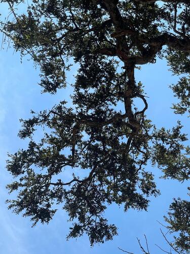 Licania arborea (Tree like licania) — photo