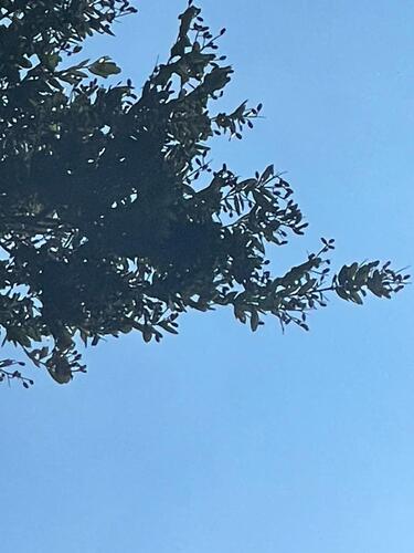 Licania arborea (Tree like licania) — photo