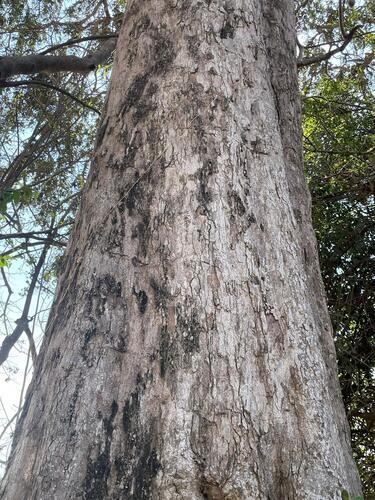 Licania arborea