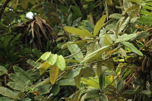 Licania belloi