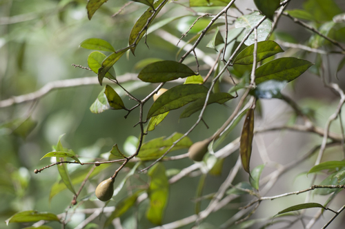 Licania canescens