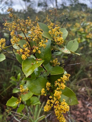Licania dealbata — photo