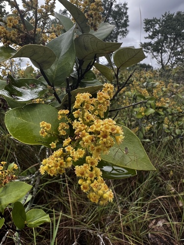 Licania dealbata