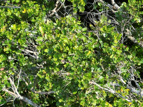 Licania heteromorpha — photo