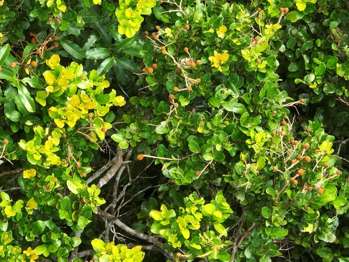 Licania heteromorpha