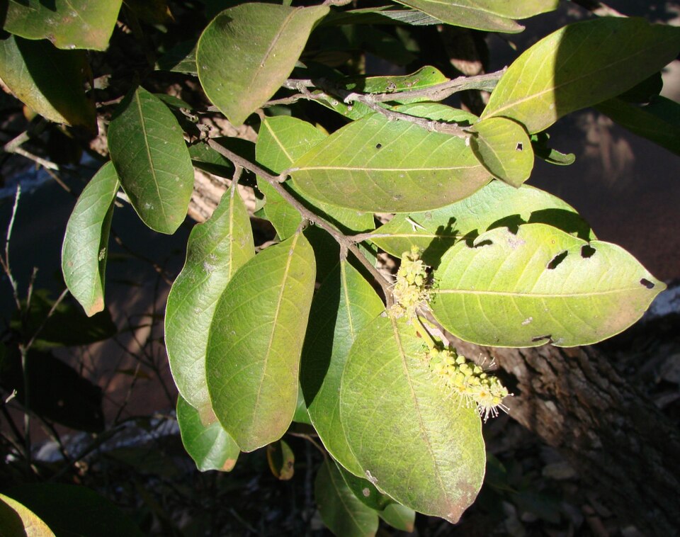Licania humilis (Caratinguiba) — photo