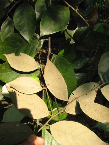 Licania hypoleuca (Quarrey macho) — photo
