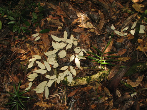 Licania hypoleuca (Quarrey macho) — photo