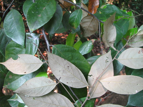 Licania hypoleuca