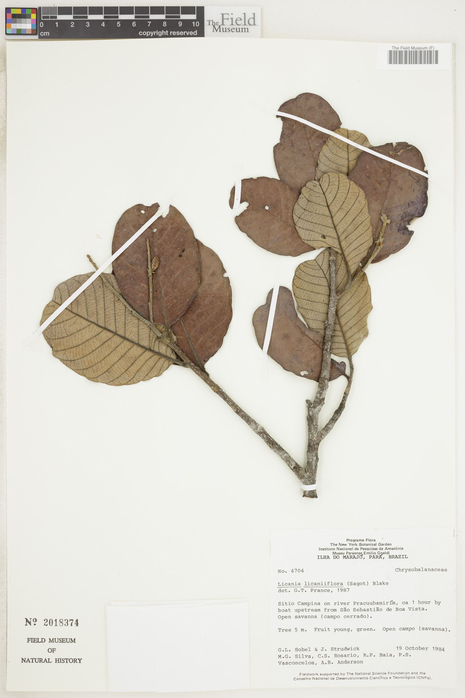 Licania licaniiflora (Parinari) — photo