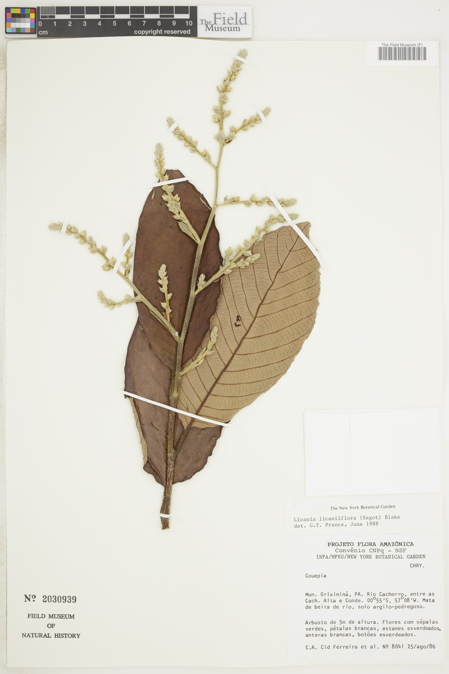 Licania licaniiflora