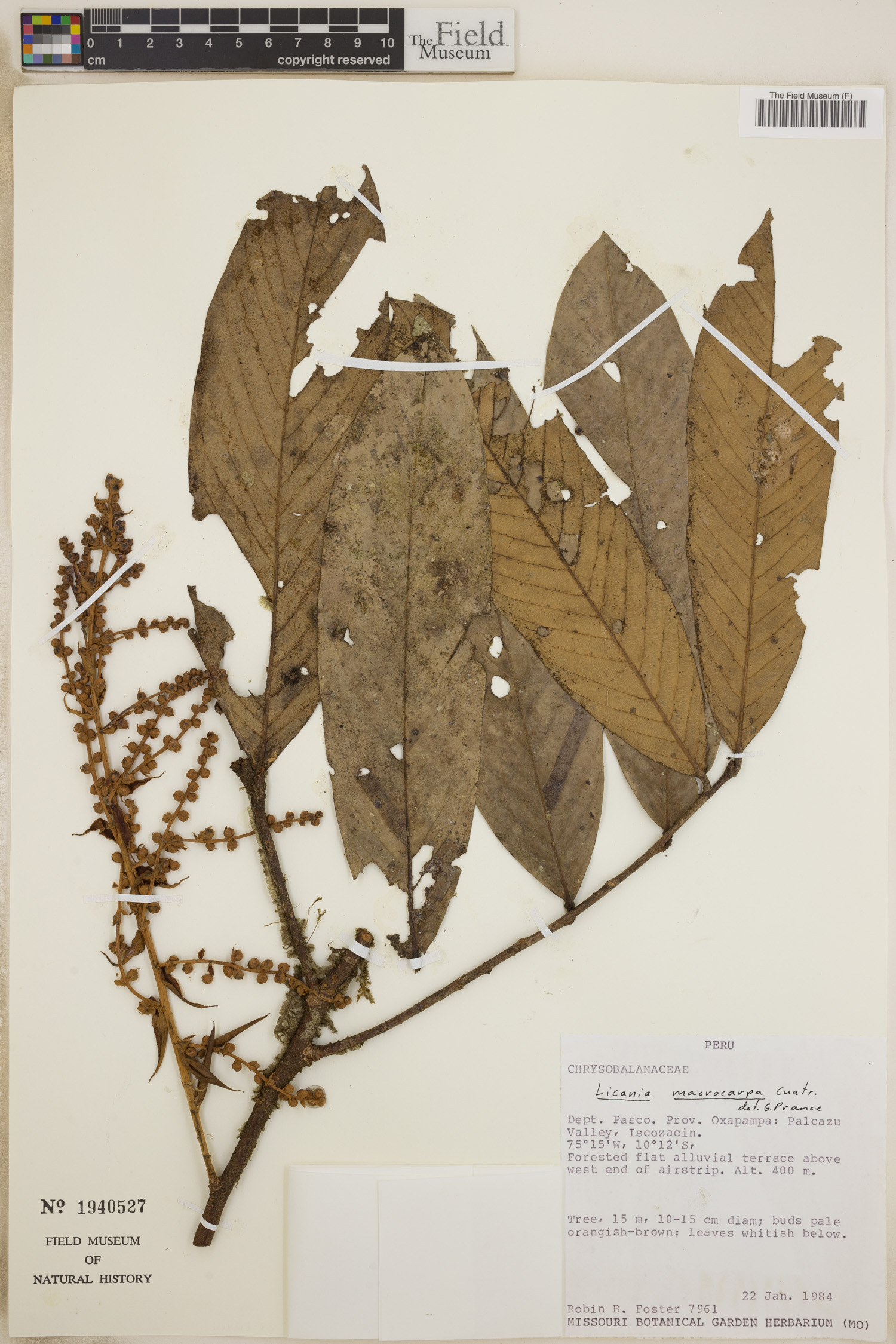 Licania macrocarpa (Big fruit licania) — photo
