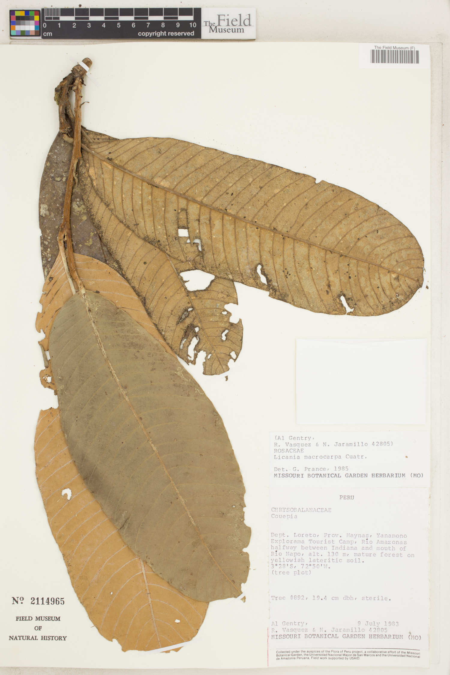 Licania macrocarpa (Big fruit licania) — photo