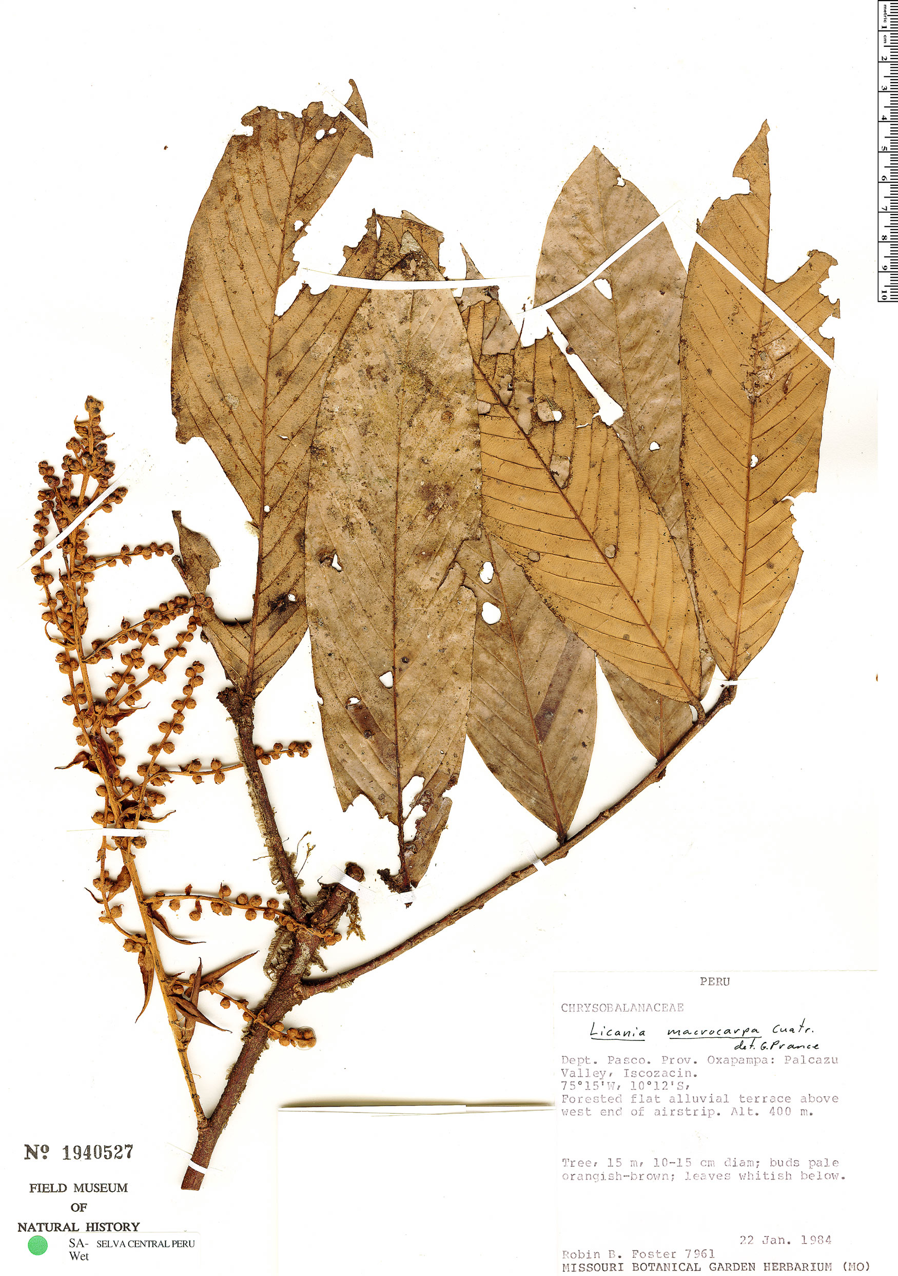 Licania macrocarpa