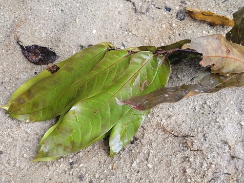 Licania macrophylla (Large leaf licania) — photo