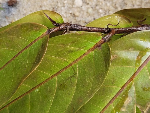 Licania macrophylla (Large leaf licania) — photo