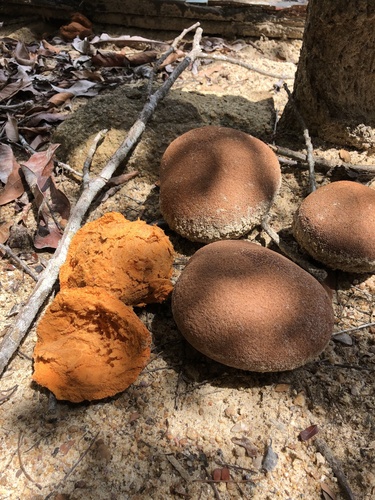 Licania macrophylla