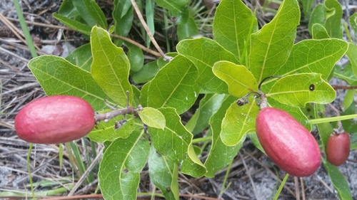 Licania michauxii (Gopher apple) — photo