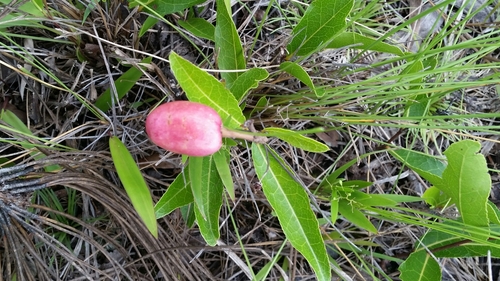 Licania michauxii (Gopher apple) — photo