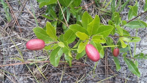 Licania michauxii