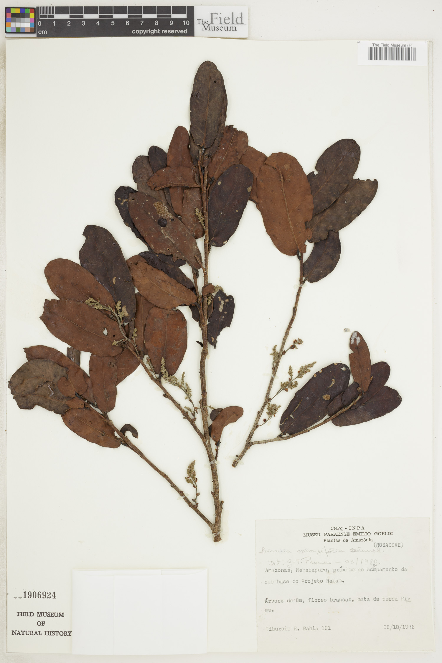 Licania oblongifolia — photo