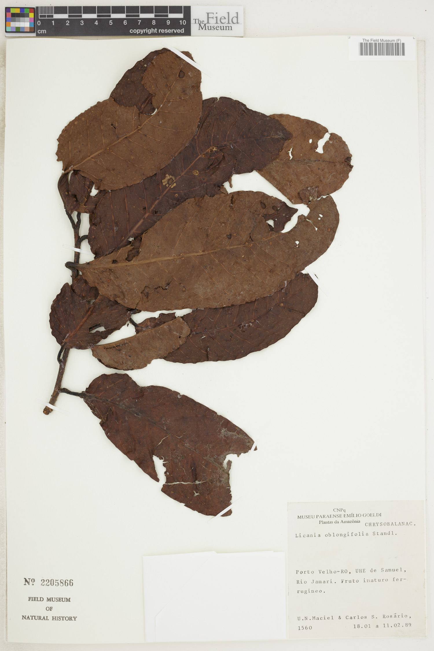 Licania oblongifolia