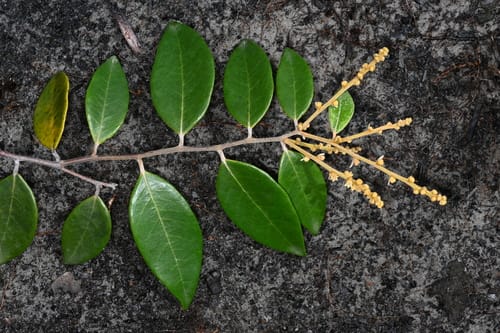 Licania parviflora — photo