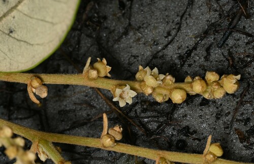 Licania parviflora