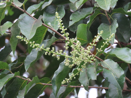 Licania pyrifolia (Indian mango licania) — photo