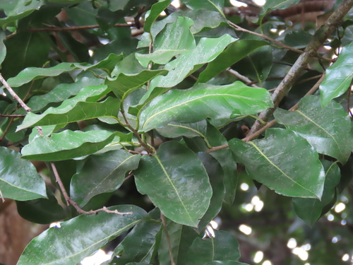 Licania pyrifolia (Indian mango licania) — photo