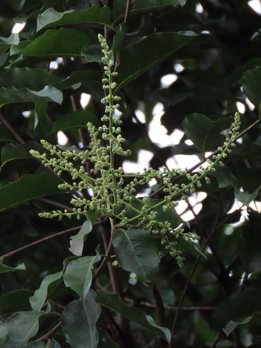Licania pyrifolia