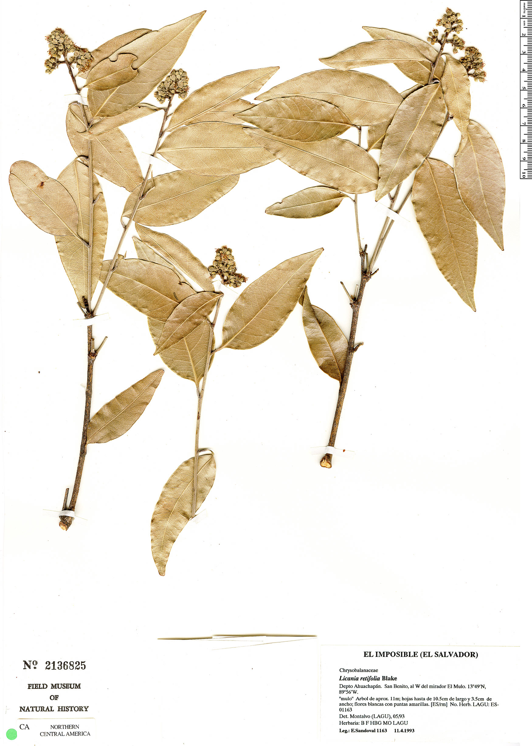 Licania retifolia — photo