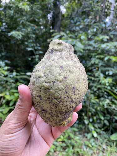 Licania salzmannii (Oita-da-bahia) — photo