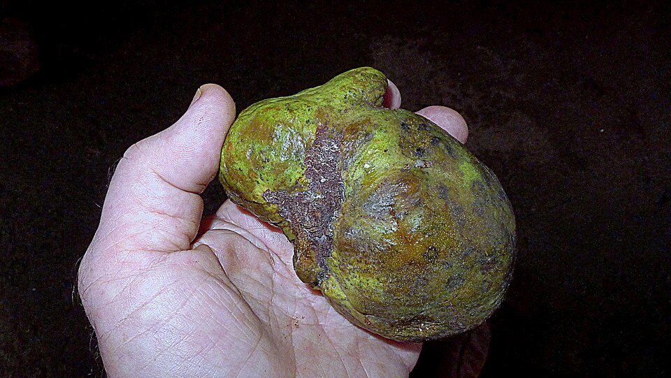 Licania salzmannii (Oita-da-bahia) — photo