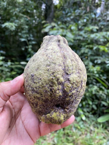 Licania salzmannii