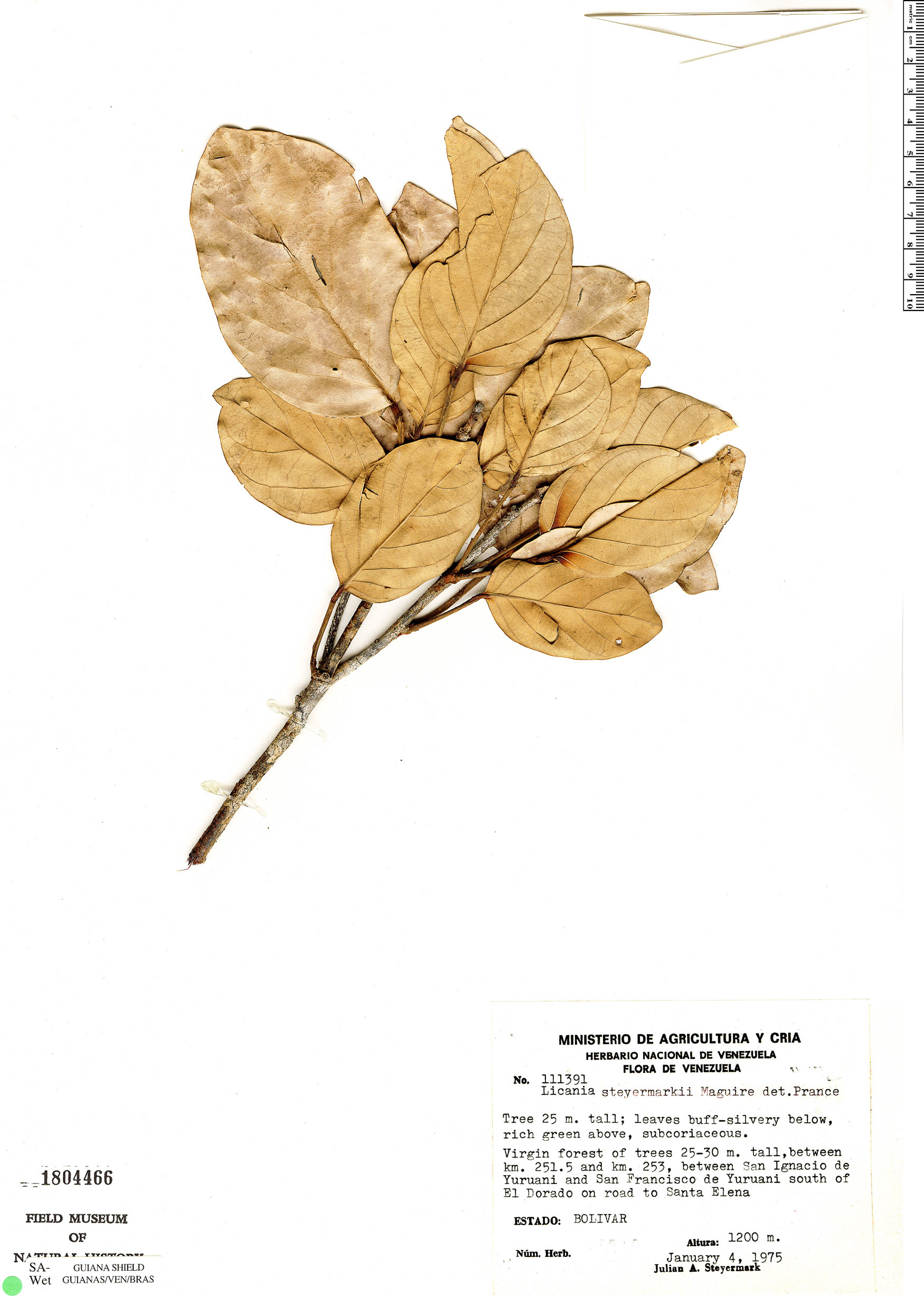 Licania steyermarkii — photo