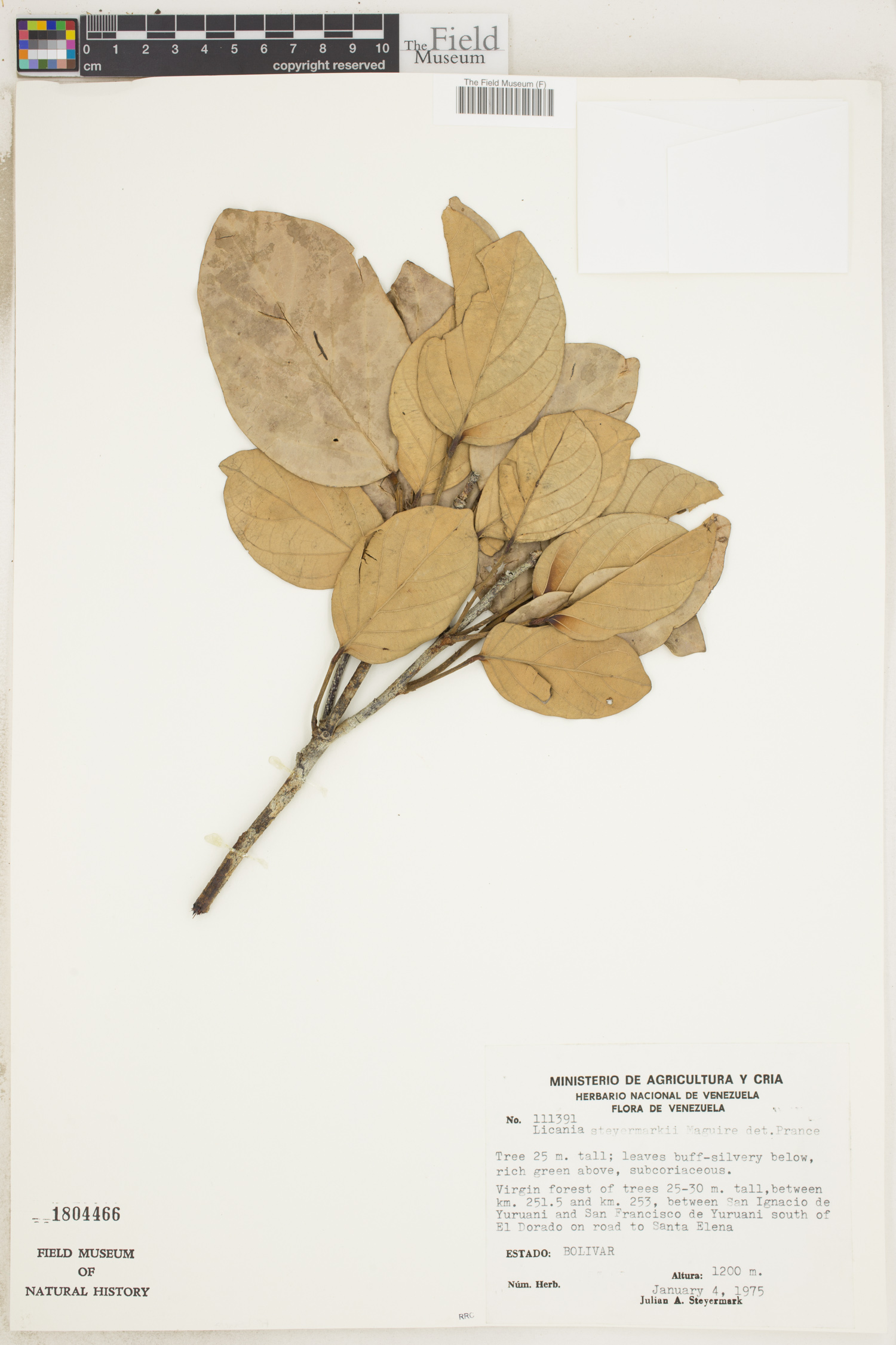 Licania steyermarkii
