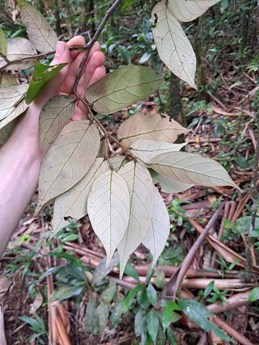 Licania ternatensis (Break nail licania) — photo