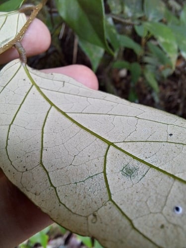 Licania ternatensis (Break nail licania) — photo