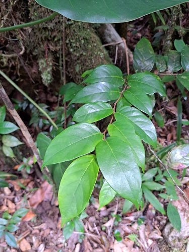 Licania ternatensis