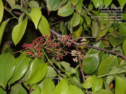 Licaria triandra