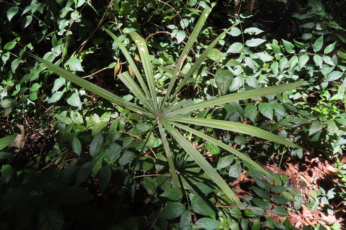 Licuala acutifida — photo
