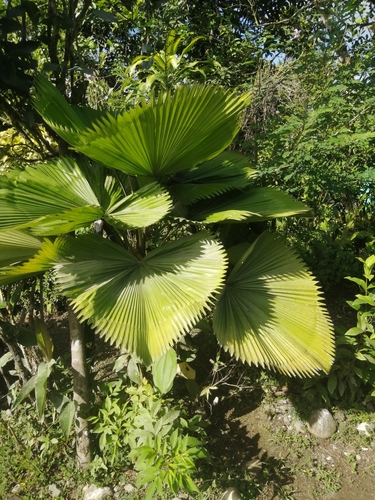 Licuala grandis — photo